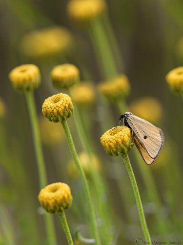 Heliothea discoidaria