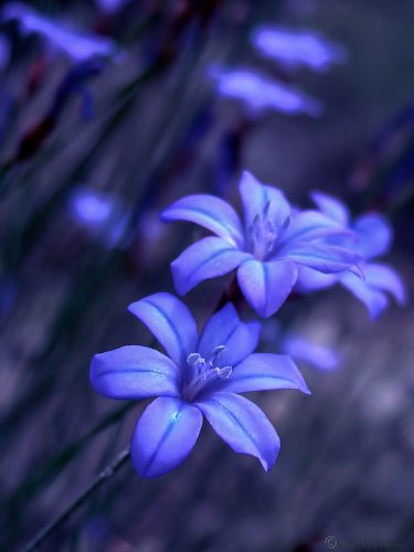 Aphyllantes monspeliensis