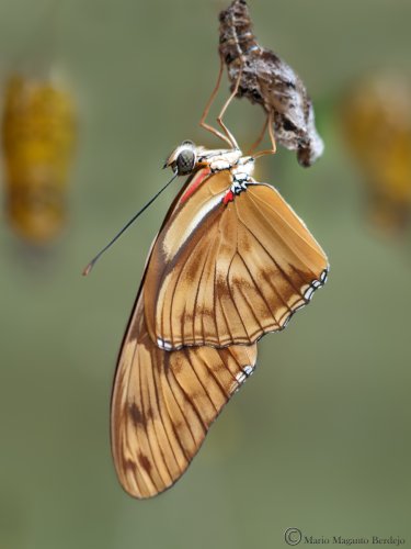 Dryas Iulia sujetándose en la pupa de la que acaba de eclosionar