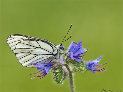 Aporia crataegi. Publicada en la revista "Muy interesante".