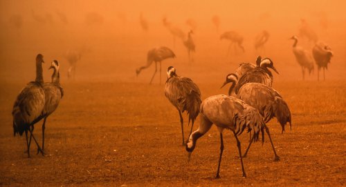 Atardecer en Gallocanta. Finalista V Certamen internacional fotografÍa ASISA