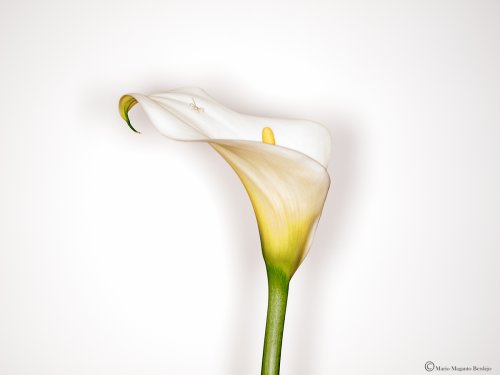 Minúscula araña sobre flor de Zantedeschia aethiopica o cala