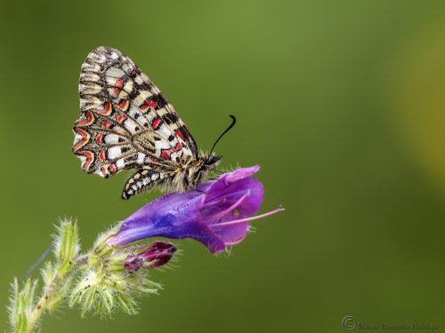 Zerynthia rumina posada en una planta del género echium