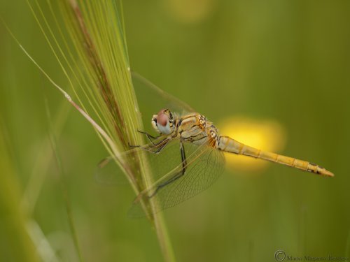 SYMPETRUM FONSCOLOMBII
