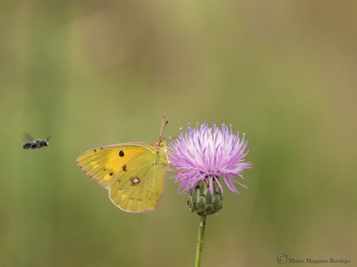 Yo también quiero libar