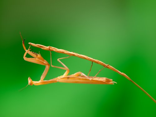 Mantis religiosa