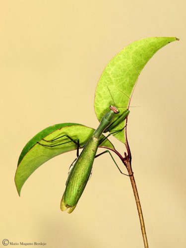 Mantis religiosa