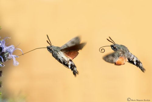 Esfinge colibrí libando en flor de romero