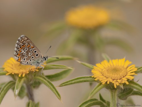 Polyommatus bellargus