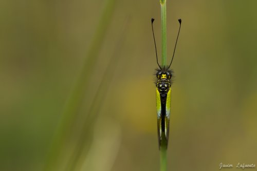 Libelloides baeticus