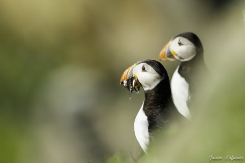 Pareja de frailecillos