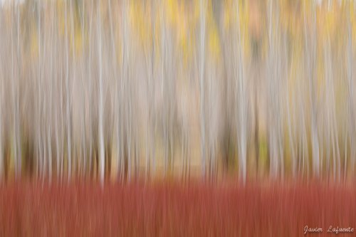 Otoño en las mimbreras