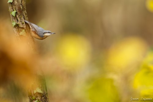 Trepador entre desenfoques
