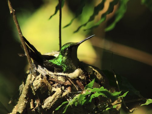 Colibri Anidando