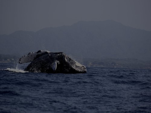 Avistamiento de Ballenas - Nayarit , Mexico