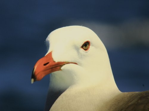 Mirada de Gaviota