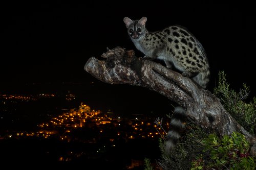 Primer premio Retrato de Fauna EDC-Natura - Cuando duerme la ciudad