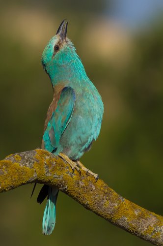 El cortejo de la carraca