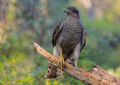 Azor con las primeras luces