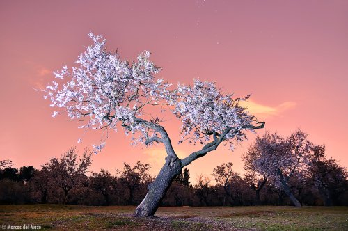 Almendro Nocturno