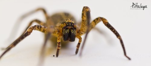 Araña casera