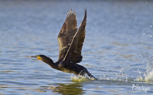 Cormorán despegando