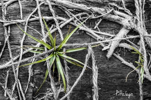 Tillandsia