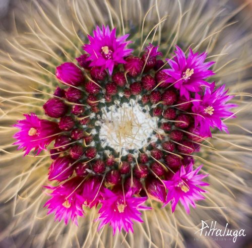Mamillaria en floración