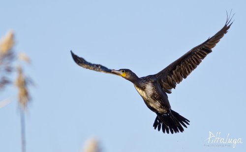 Cormorán en vuelo