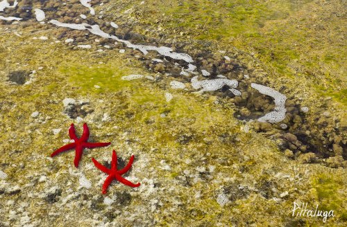 Estrellas de mar