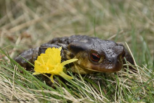 Con mi flor amarilla