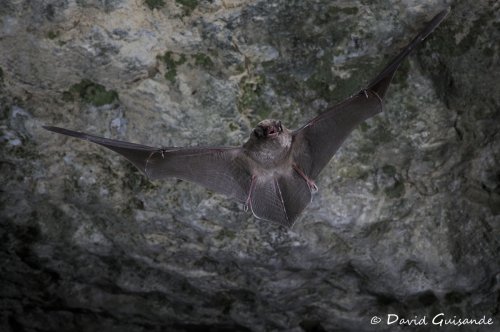 Murciélago de cueva