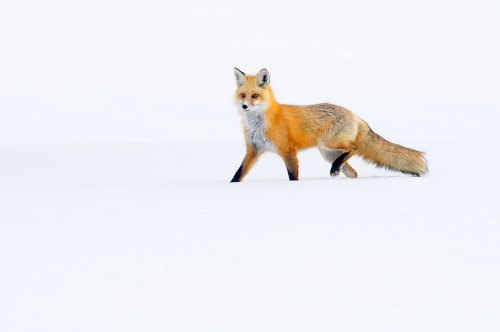 Zorro rojo en la nieve