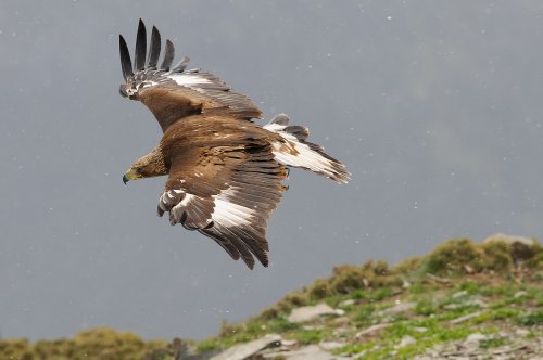 Águila real en vuelo