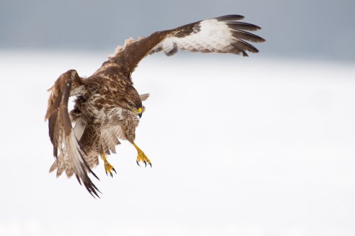 Ratonero aterrizando en la nieve