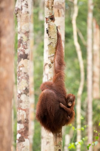 Orangután con su cría