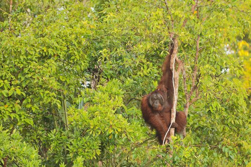 Orangután en la jungla