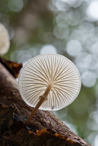 Mirando hacia la luz