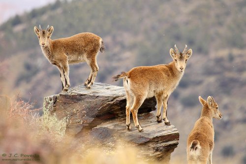 Cabra montés en Sierra Nevada