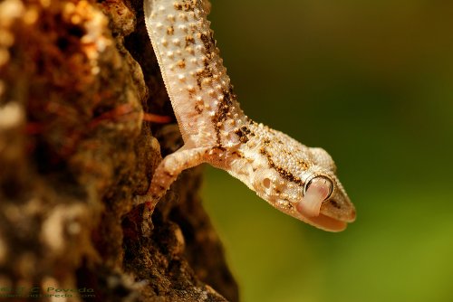 Salamanquesa aseándose