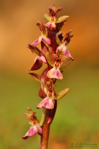 Orchis collina