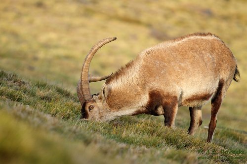 Cabra montés en Sierra Nevada