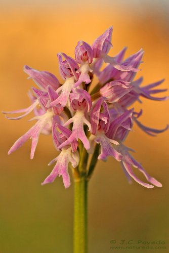 Orquídea de los hombrecillos