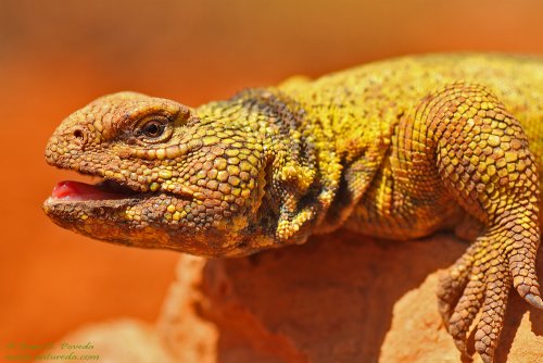 Lagarto de cola espinosa