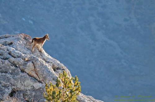 Cabra montés, composición