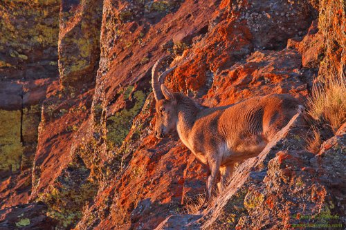 Macho montés colorido