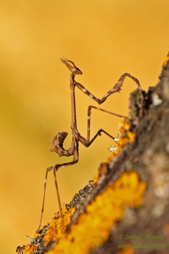 Empusa, amarillo