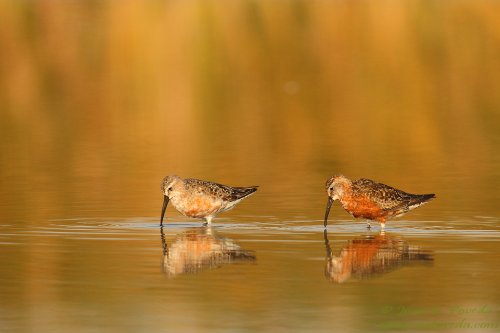 Correlimos zarapitín