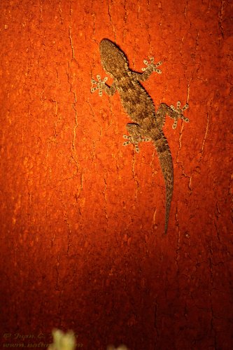 Salamanquesa sobre alcornoque