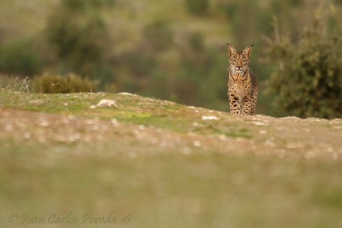 Lince Ibérico, María